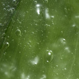 ژل شستشوی ملایم فمینله با عصاره پنبه 46964 _ 300میل